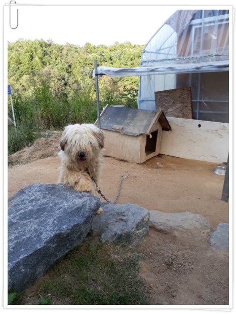 (여주게스트하우스 산새랑) 우리집 지킴이