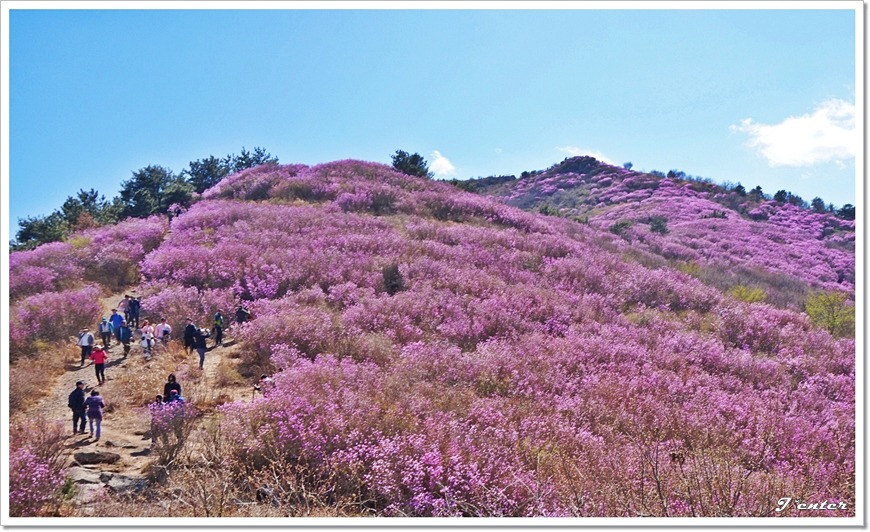 여수 진달래꽃 산행 명산 - 영취산 등산코스