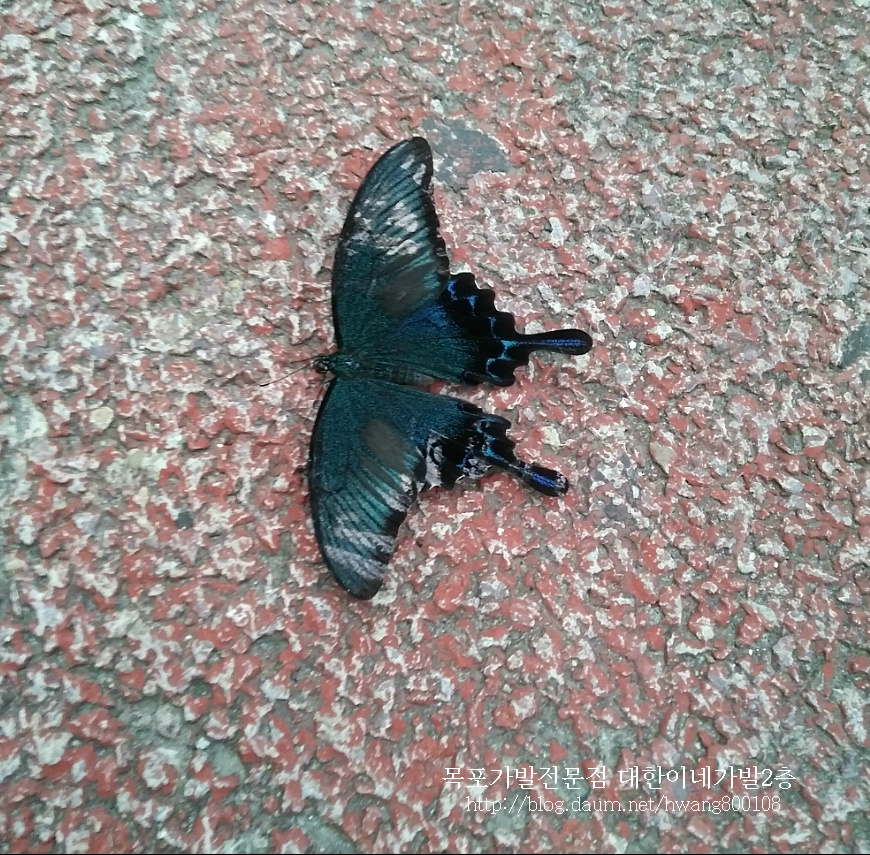 검정 나비 길에서 우연히 만났음
