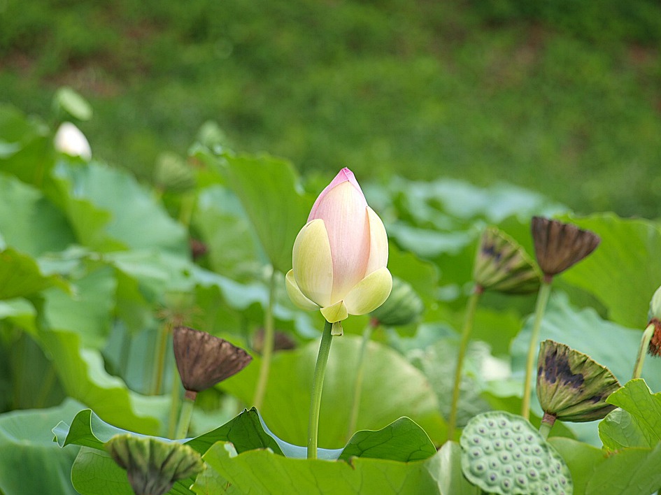 철마 연꽃공원 다녀오다
