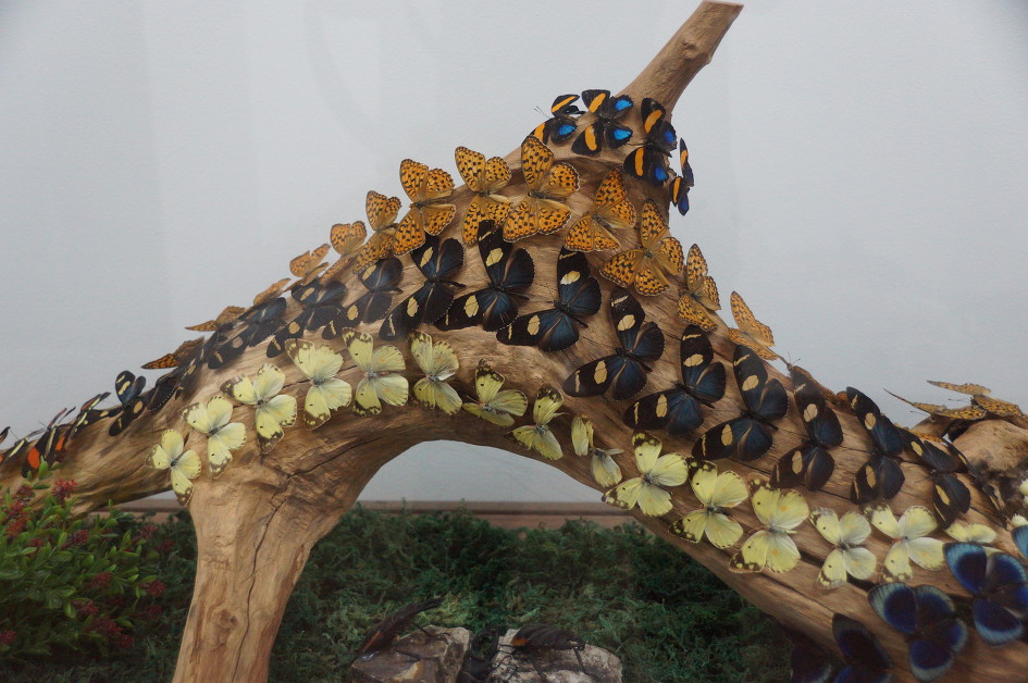 인천/부평숲 인천나비공원